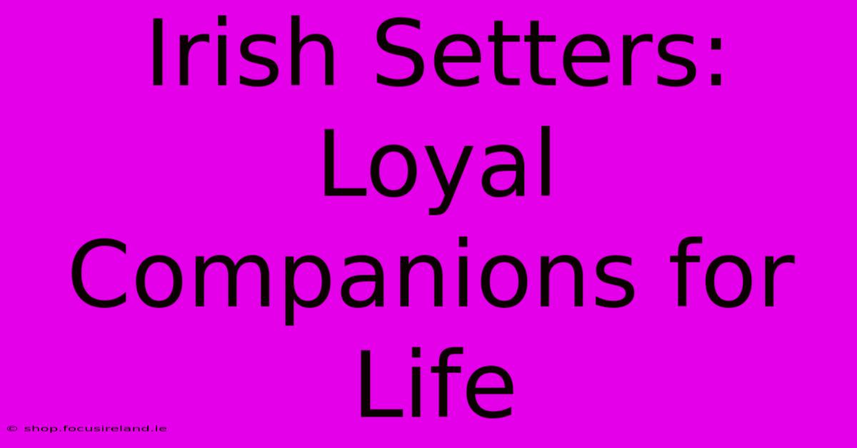 Irish Setters: Loyal Companions For Life