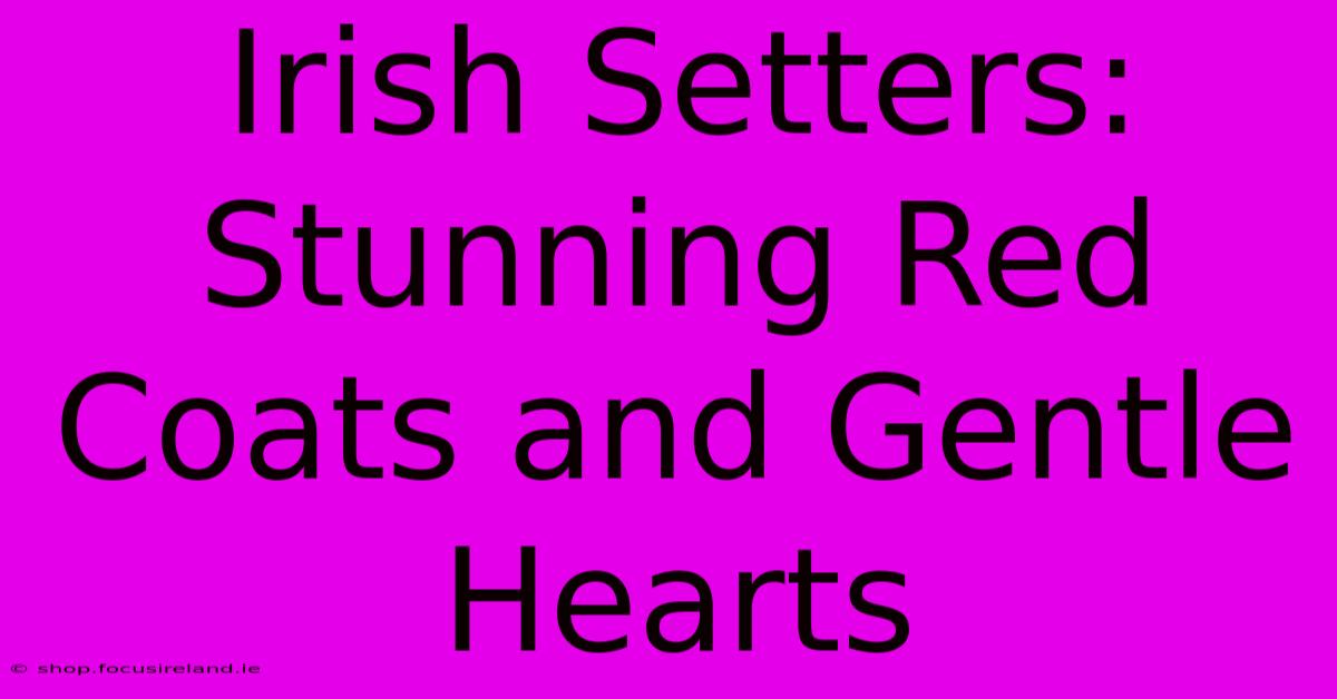 Irish Setters: Stunning Red Coats And Gentle Hearts