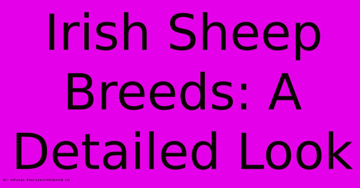 Irish Sheep Breeds: A Detailed Look