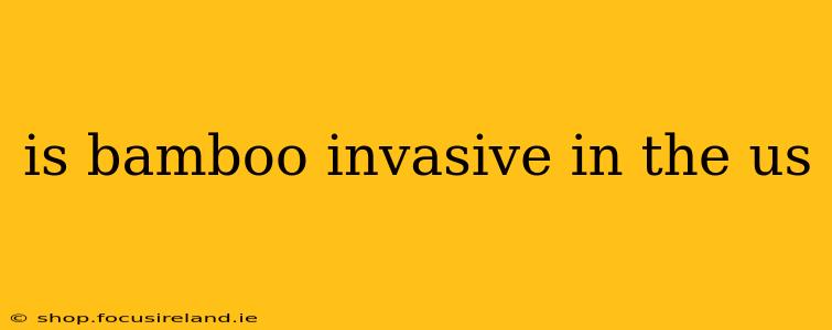 is bamboo invasive in the us
