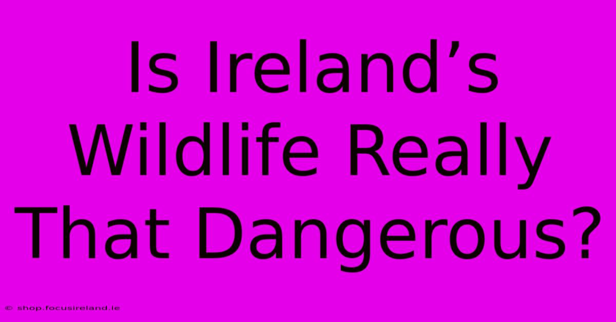 Is Ireland’s Wildlife Really That Dangerous?