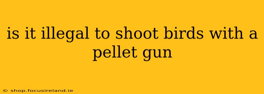 is it illegal to shoot birds with a pellet gun