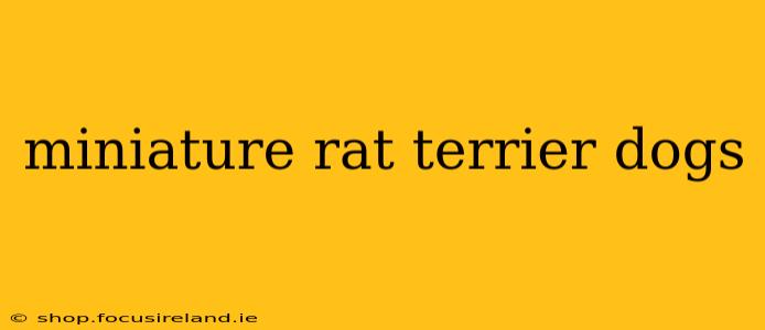 miniature rat terrier dogs