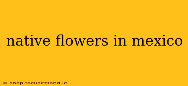 native flowers in mexico