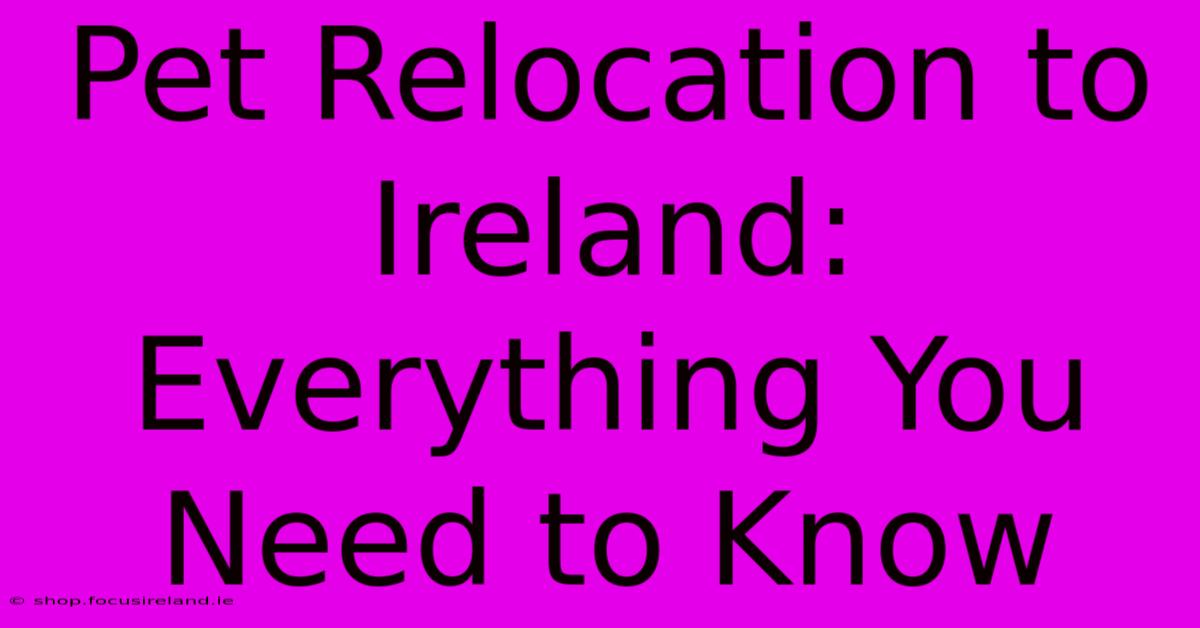 Pet Relocation To Ireland: Everything You Need To Know