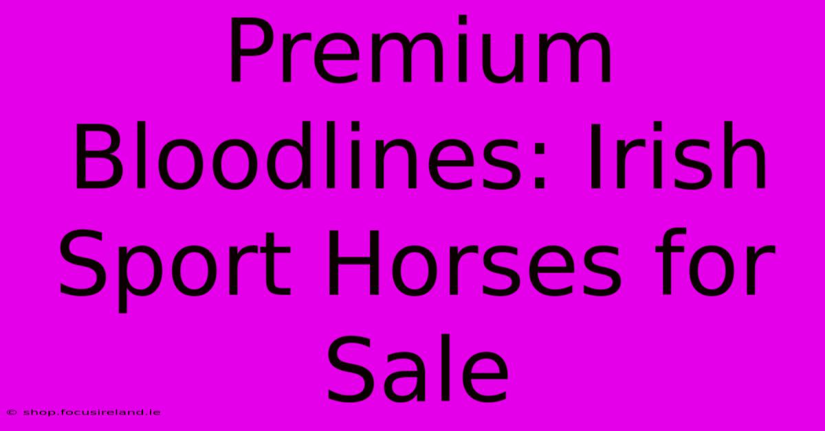 Premium Bloodlines: Irish Sport Horses For Sale