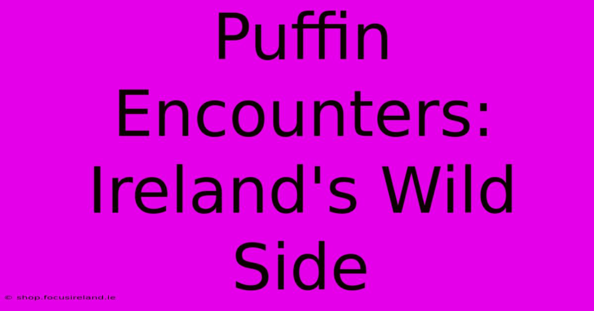 Puffin Encounters:  Ireland's Wild Side