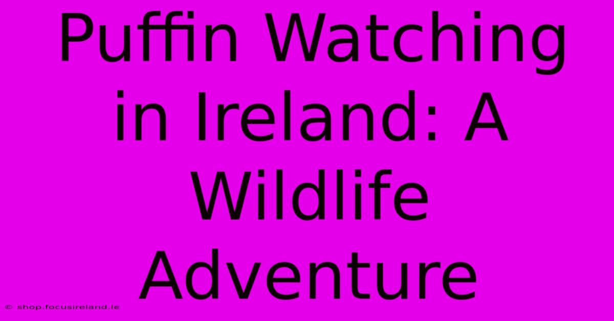 Puffin Watching In Ireland: A Wildlife Adventure