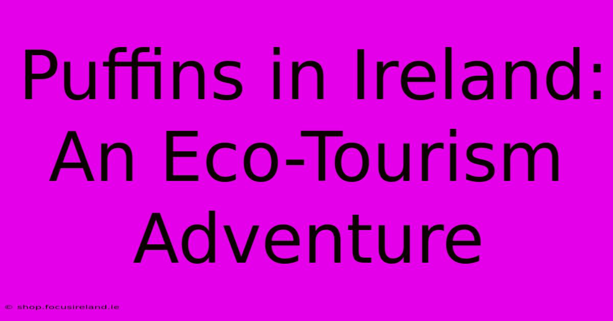 Puffins In Ireland: An Eco-Tourism Adventure