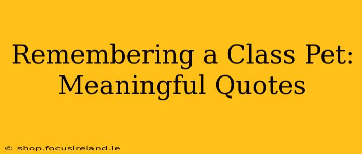 Remembering a Class Pet: Meaningful Quotes