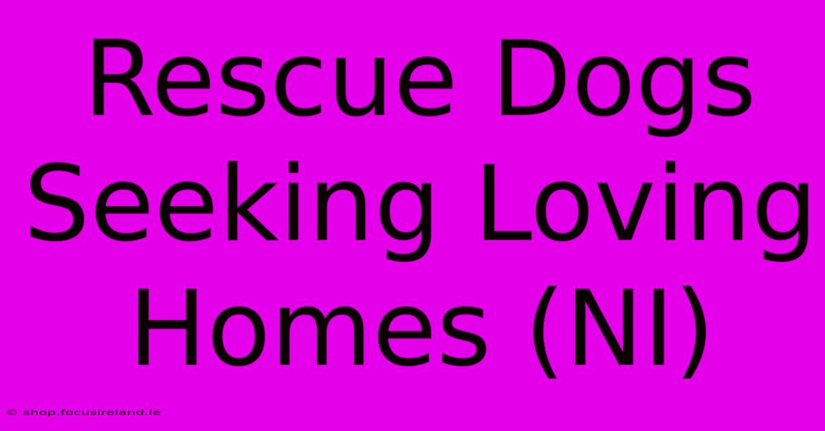 Rescue Dogs Seeking Loving Homes (NI)