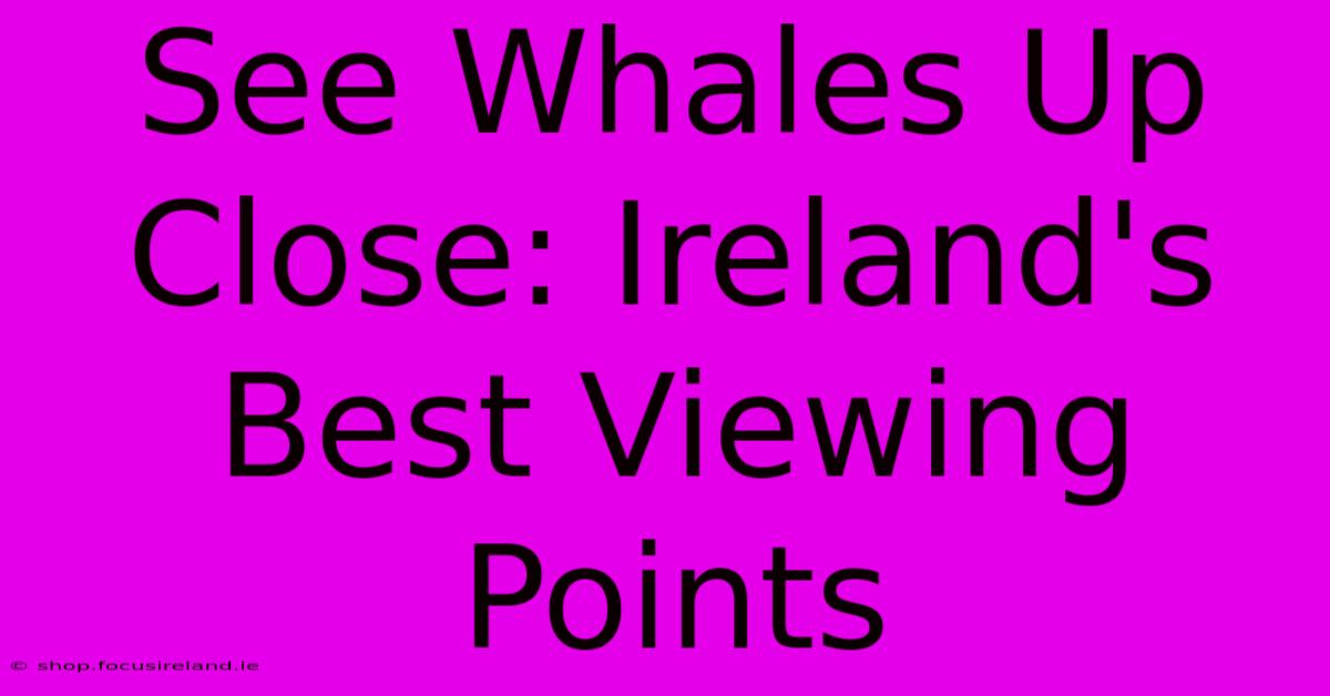 See Whales Up Close: Ireland's Best Viewing Points