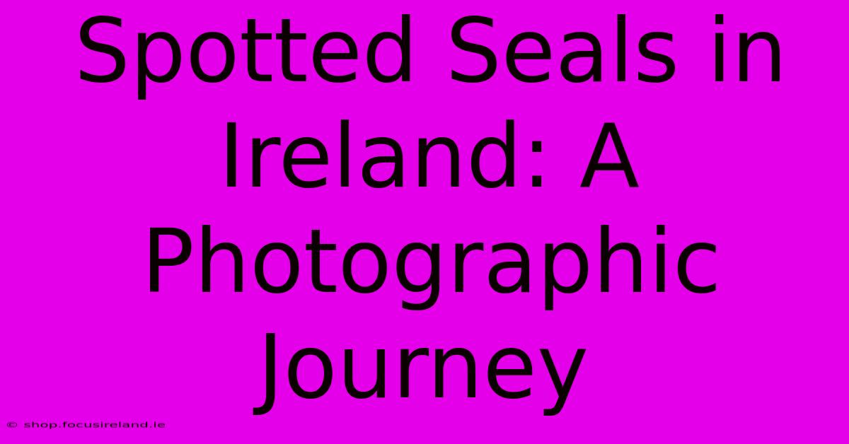 Spotted Seals In Ireland: A Photographic Journey