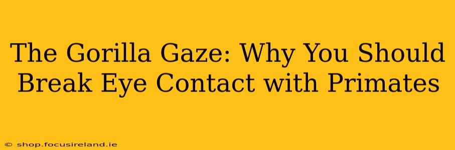 The Gorilla Gaze: Why You Should Break Eye Contact with Primates