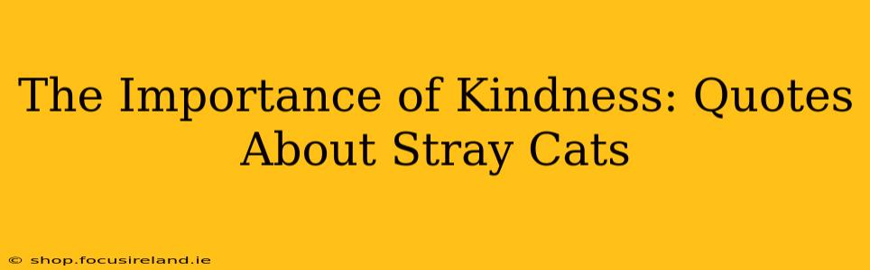 The Importance of Kindness: Quotes About Stray Cats