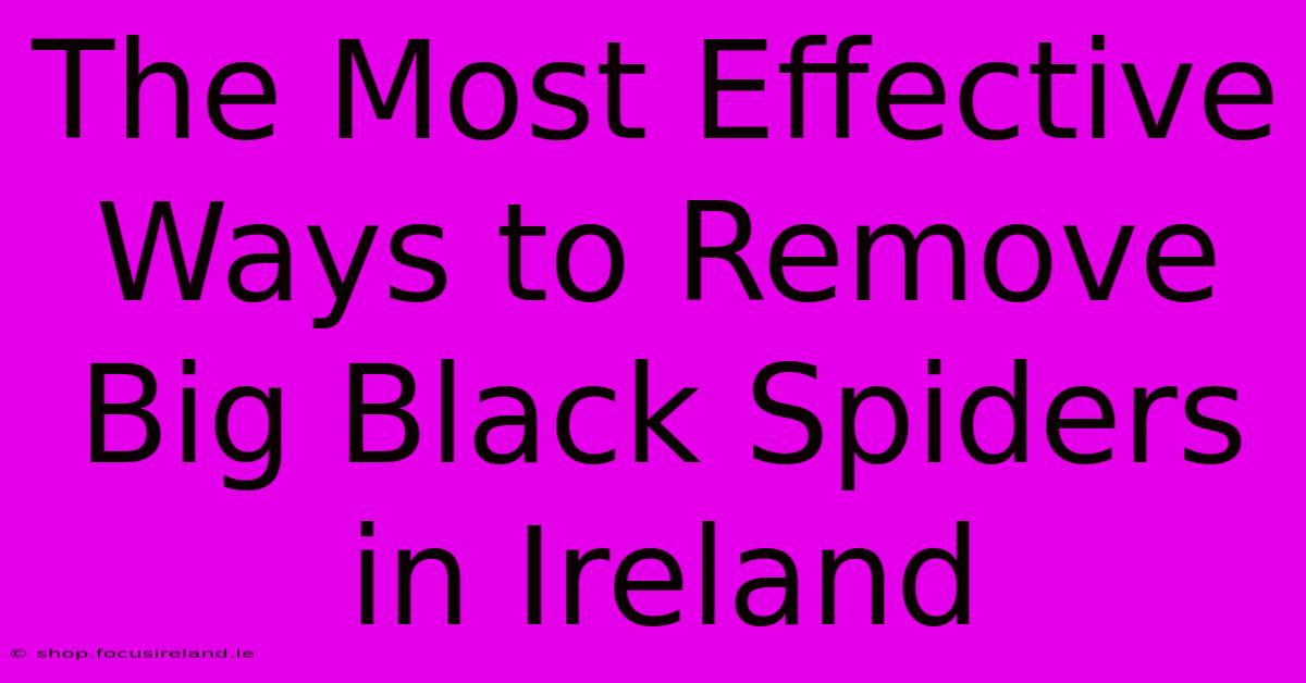 The Most Effective Ways To Remove Big Black Spiders In Ireland