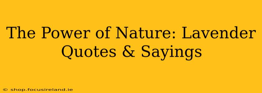 The Power of Nature: Lavender Quotes & Sayings