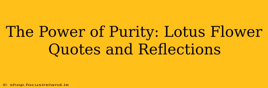 The Power of Purity: Lotus Flower Quotes and Reflections