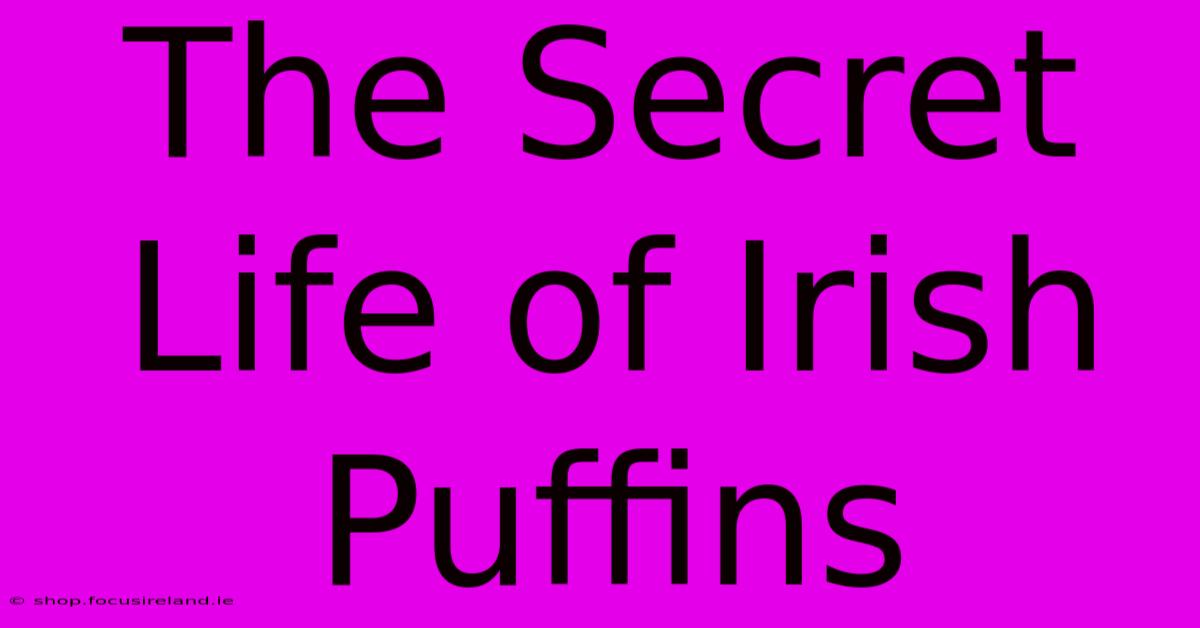 The Secret Life Of Irish Puffins