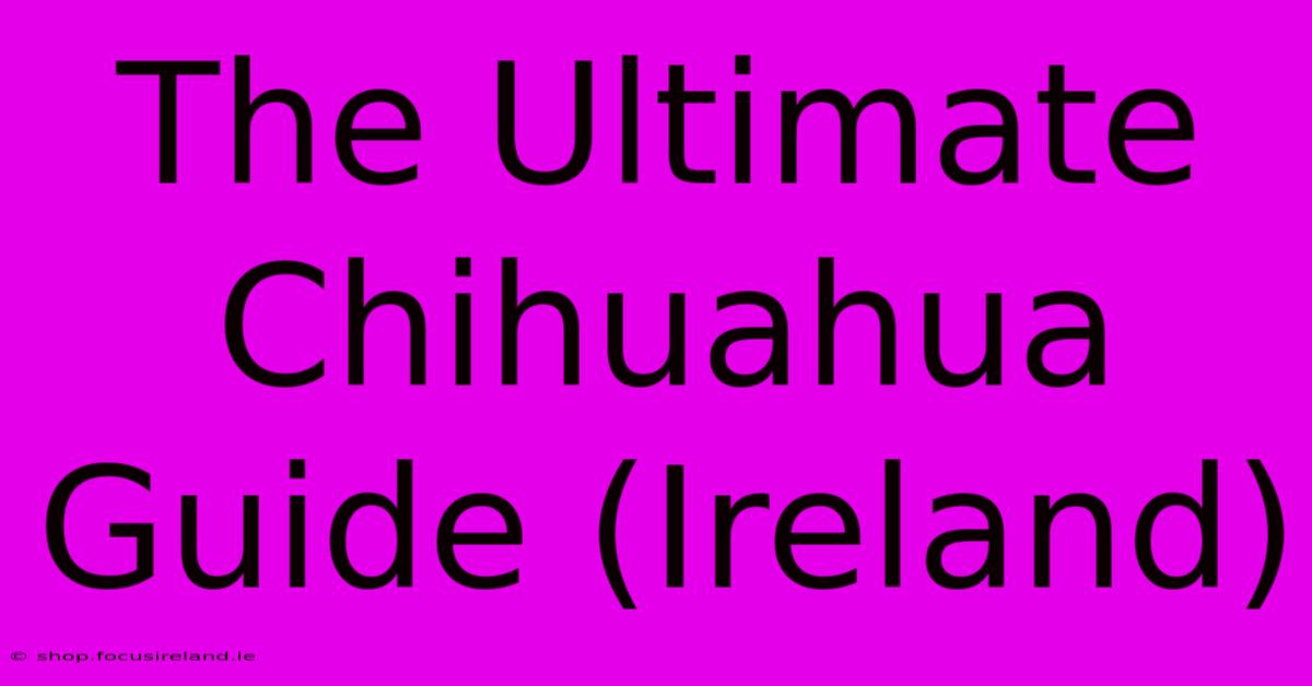 The Ultimate Chihuahua Guide (Ireland)