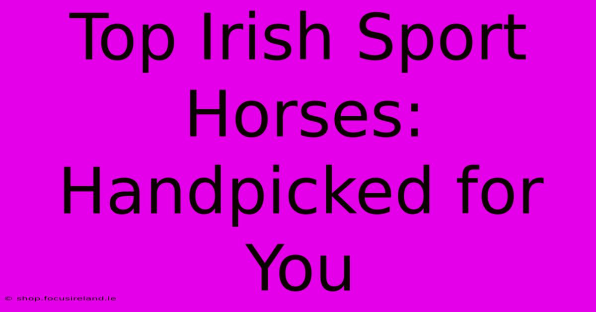 Top Irish Sport Horses: Handpicked For You