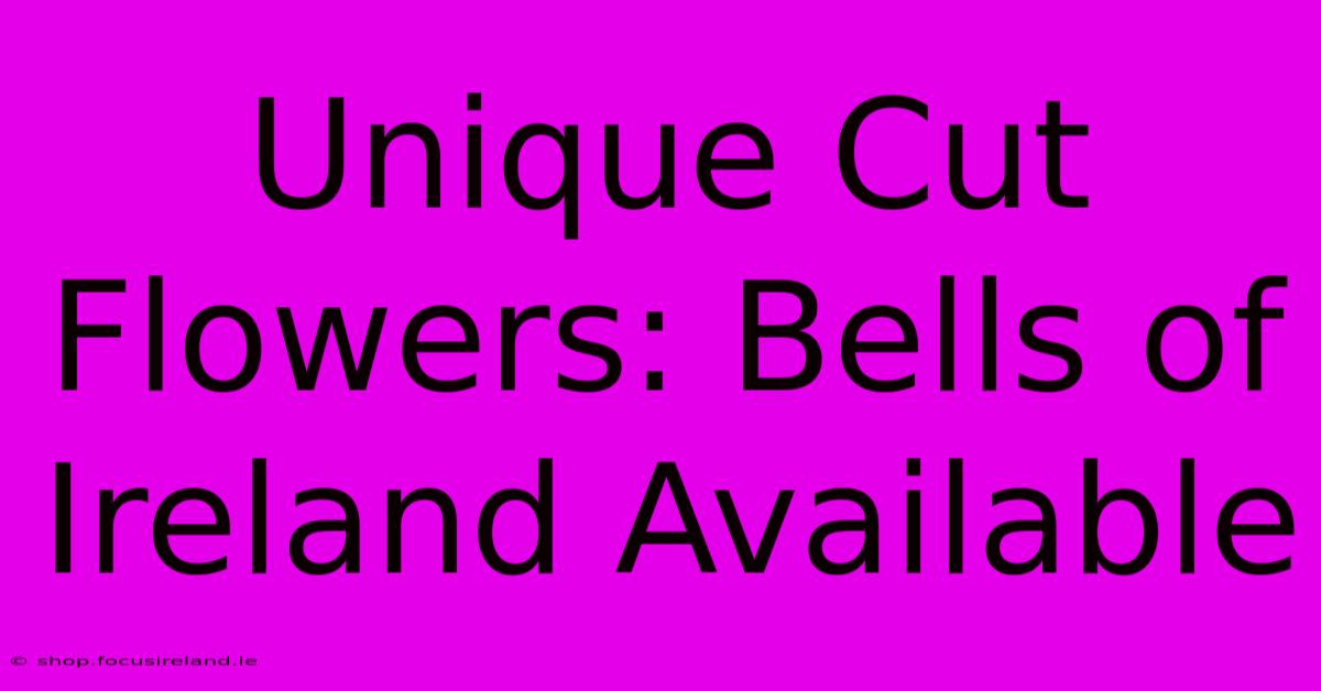 Unique Cut Flowers: Bells Of Ireland Available