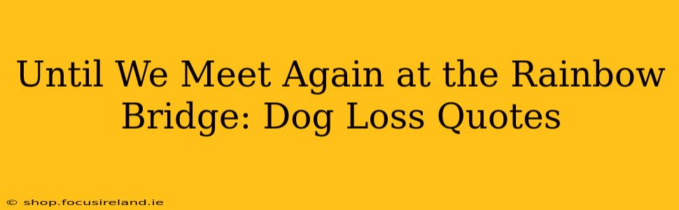 Until We Meet Again at the Rainbow Bridge: Dog Loss Quotes
