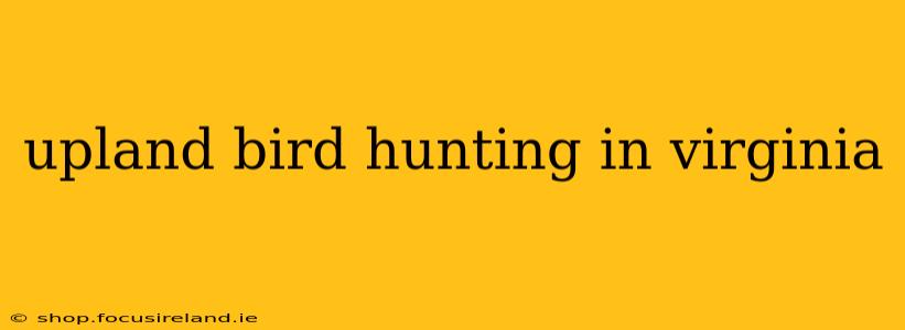upland bird hunting in virginia