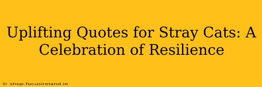 Uplifting Quotes for Stray Cats: A Celebration of Resilience