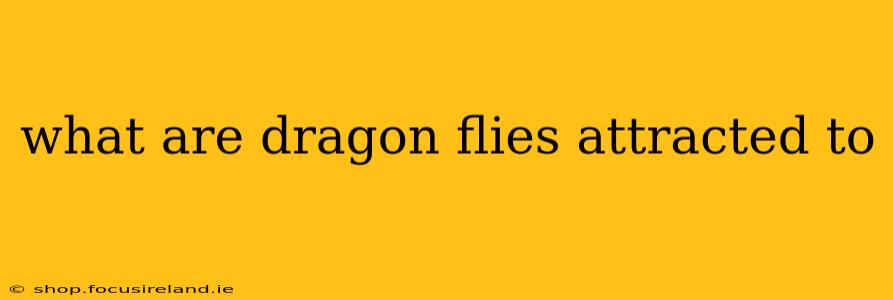 what are dragon flies attracted to