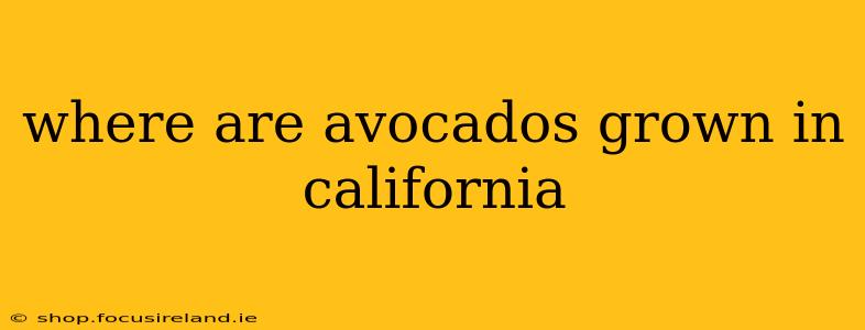 where are avocados grown in california
