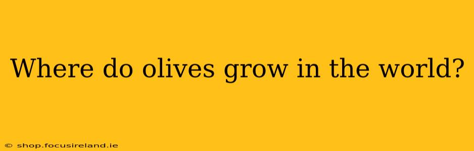Where do olives grow in the world?