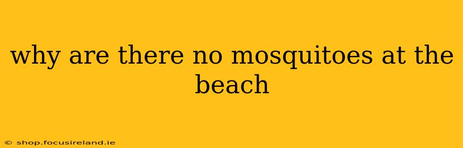 why are there no mosquitoes at the beach