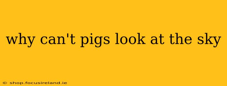 why can't pigs look at the sky