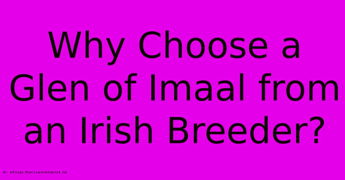 Why Choose A Glen Of Imaal From An Irish Breeder?