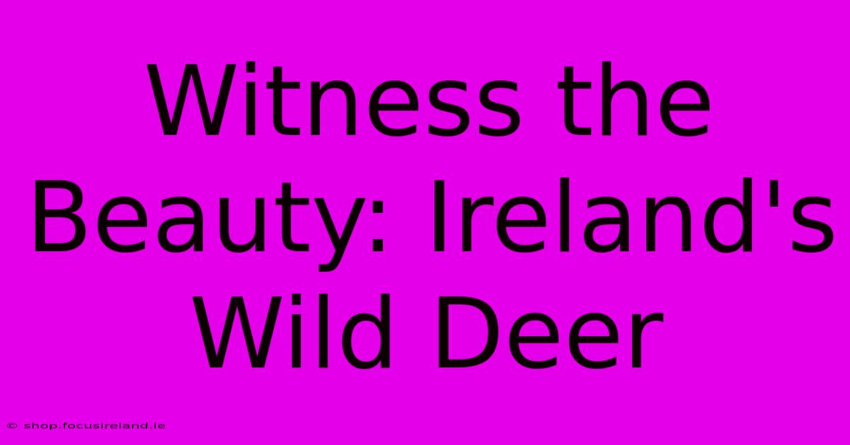 Witness The Beauty: Ireland's Wild Deer