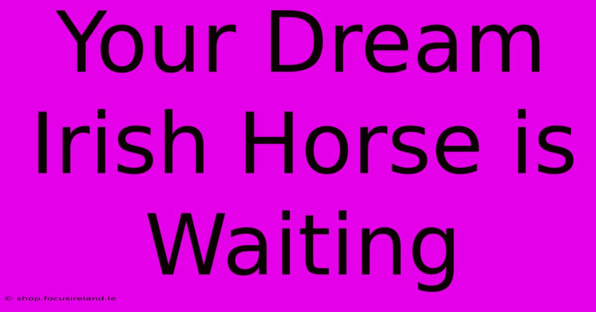 Your Dream Irish Horse Is Waiting