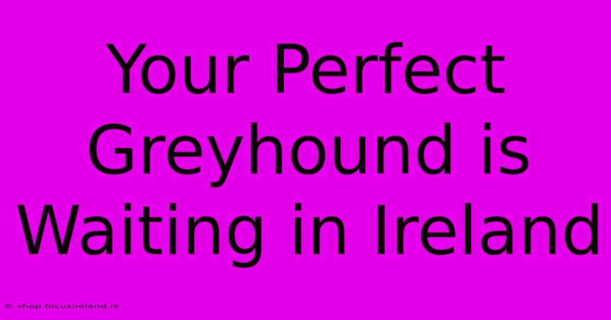 Your Perfect Greyhound Is Waiting In Ireland